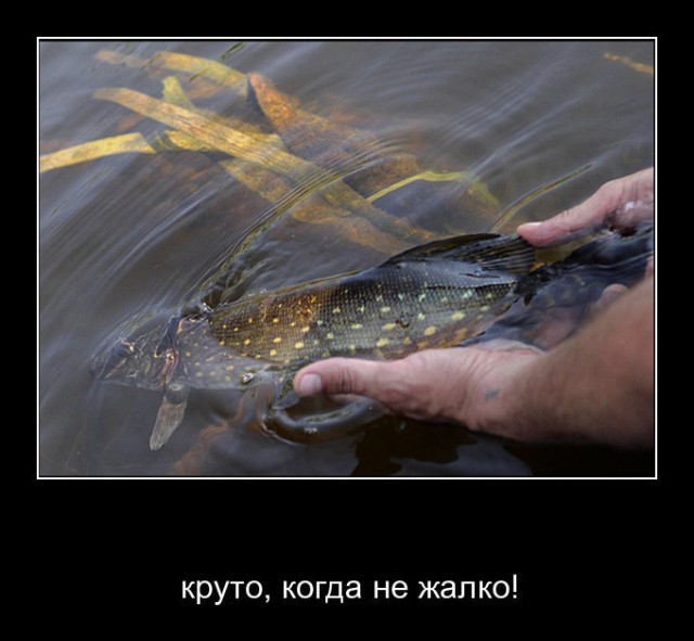 Круто, когда не жалко!