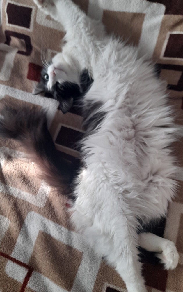 Котовторник. Добавляйте своих