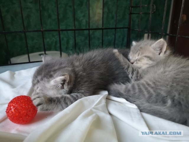 Жизнь домашнего приюта "Котоленд" 271