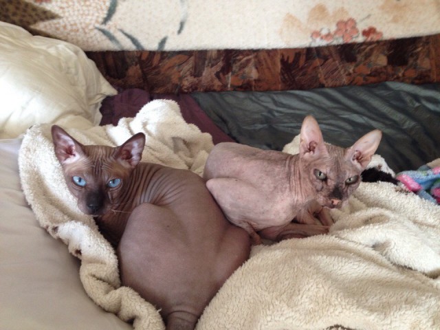 Котовторнику быть!