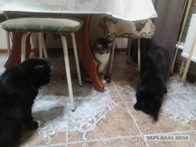 История одного котенка