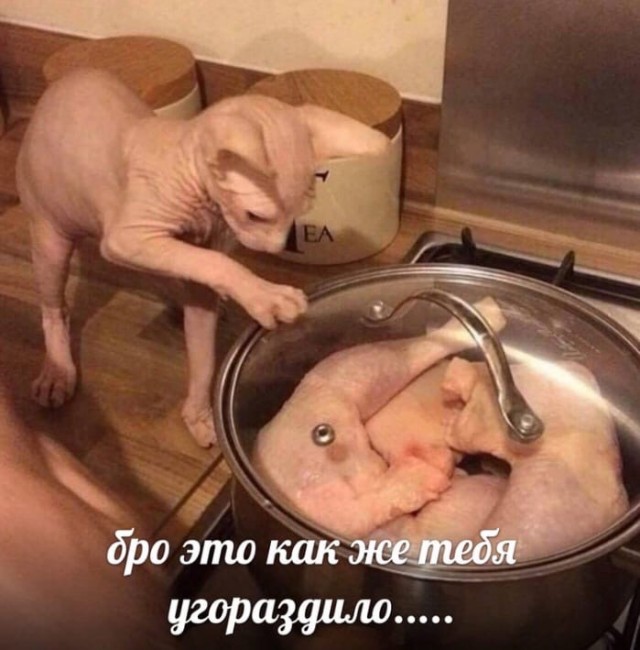 Картинки о животных, прямо и косвенно