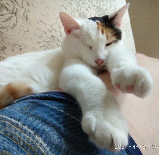 С котовторником!