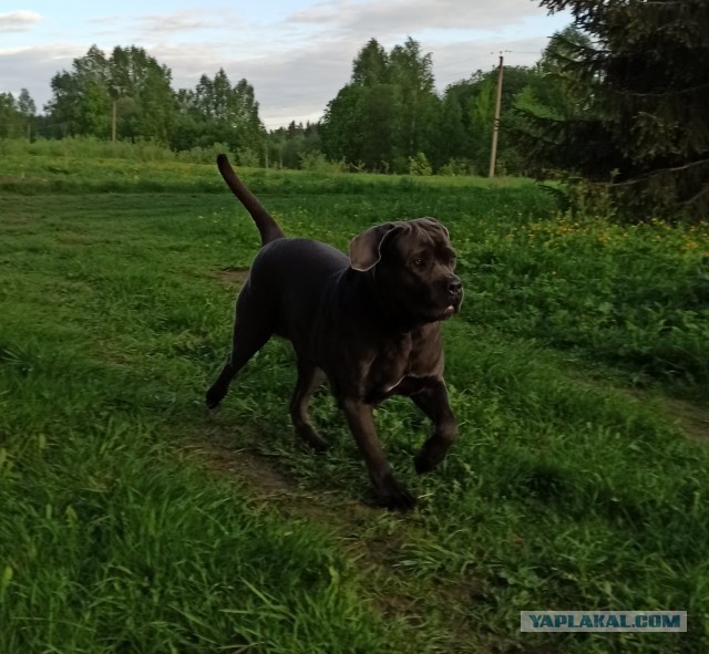 Собакены