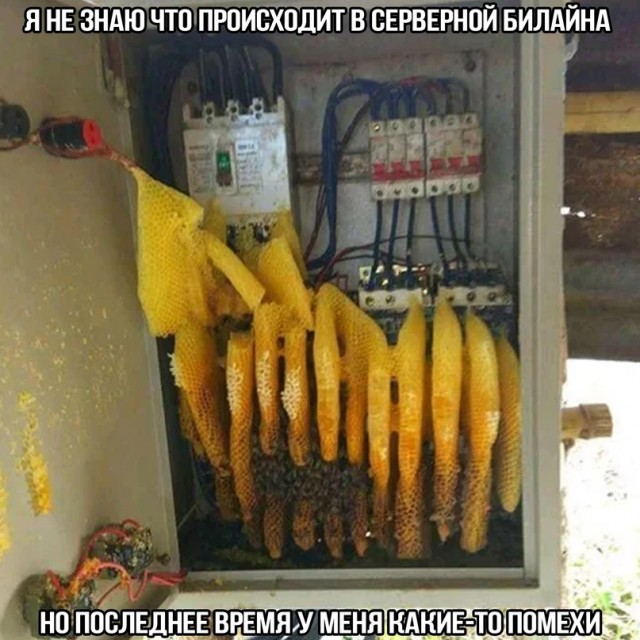 Весёлый полтишок 8.06.21