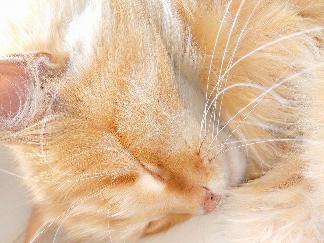 Хоба! Котовторник!