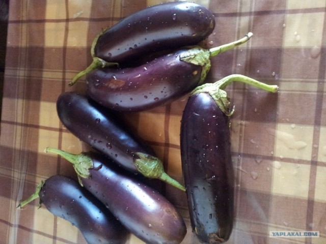 Пятничные посиделки на теплотрассе ©