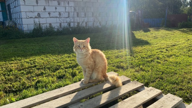 Котовторник