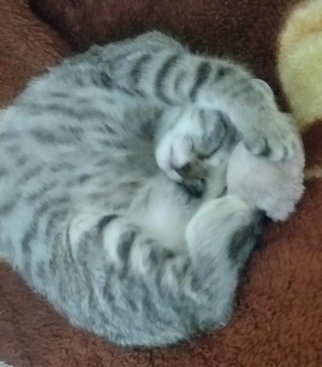 Ответ кочету и внуку