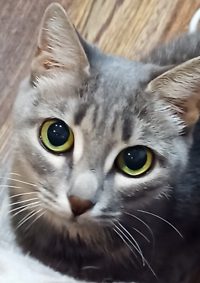 Котовторнику быть