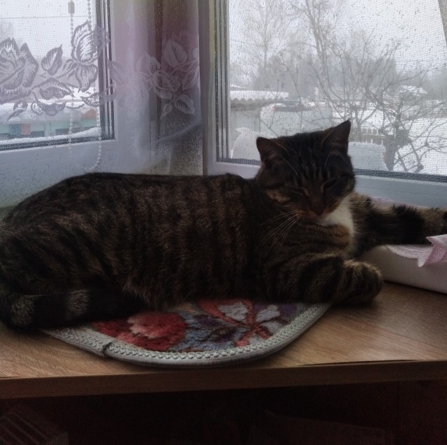 Котовторник так котовторник