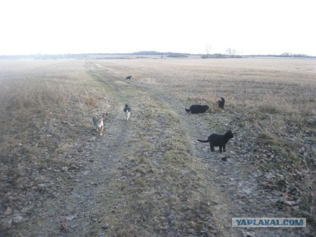 Жизнь домашнего приюта для котеек 383