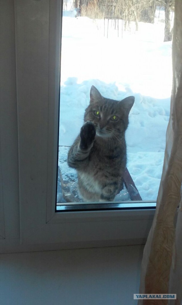 А что это мы котовторник не начинаем? Время пришло!