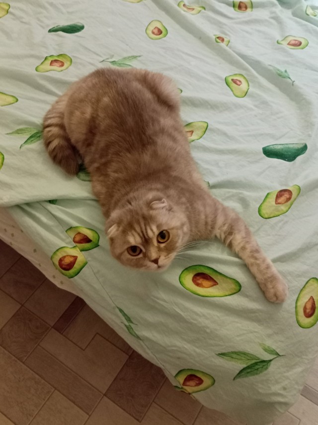 А ваши котейки че счас делают?