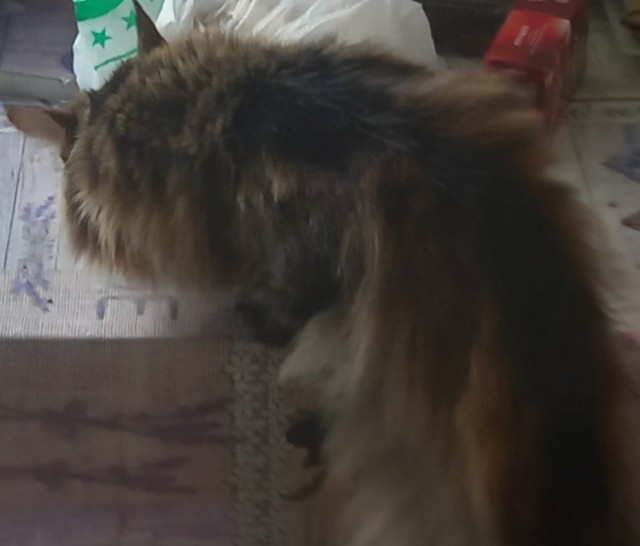 С праздником и котофторником!