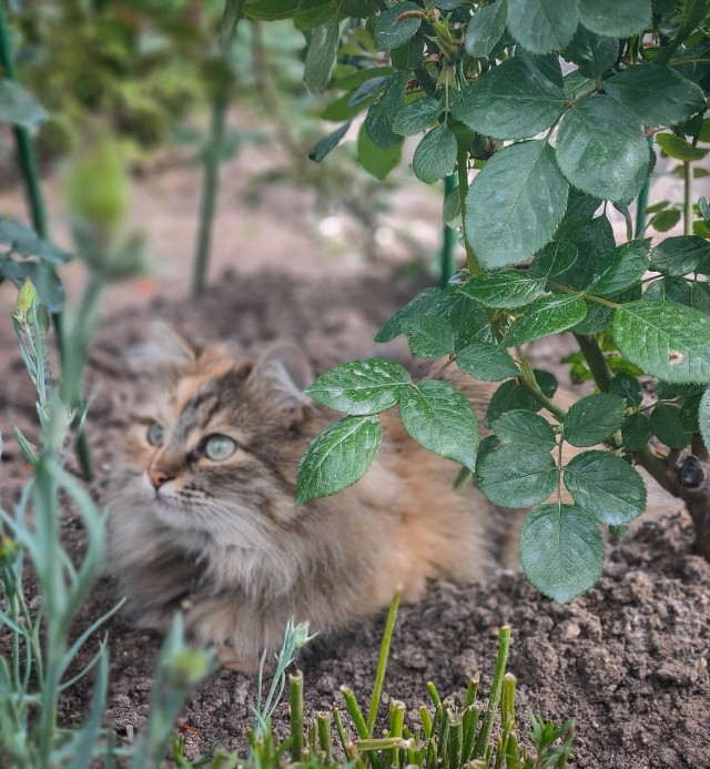 Котовторнику быть