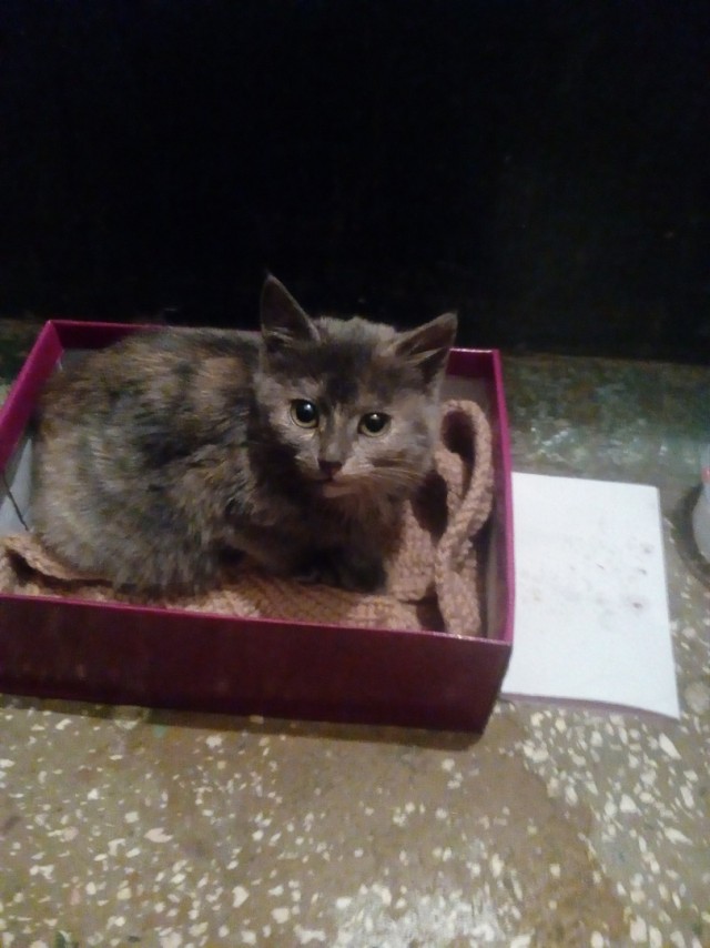 Котик с приюта