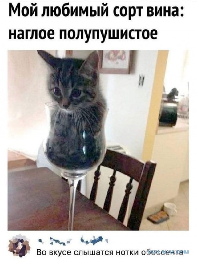 Весёлый полтишок 08.09.22