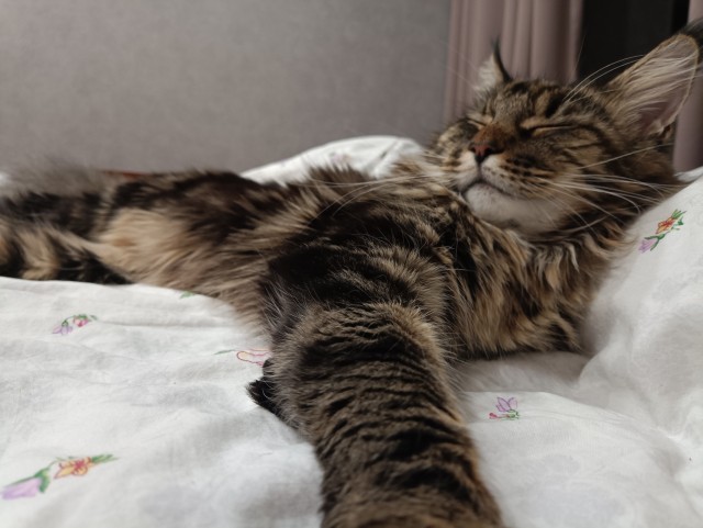 Кошка