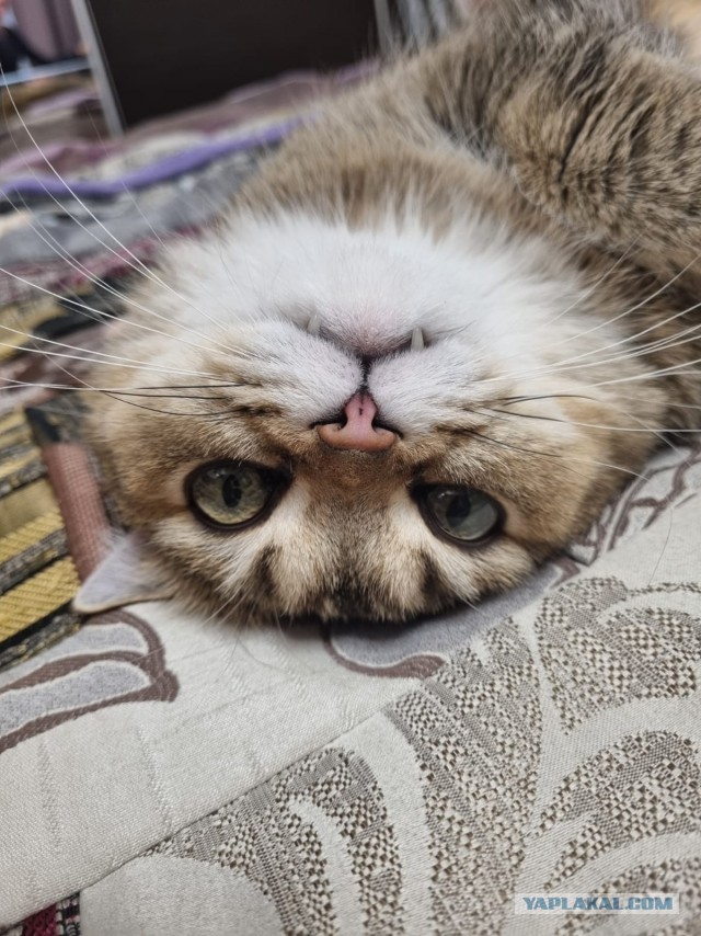 Мой котовторник