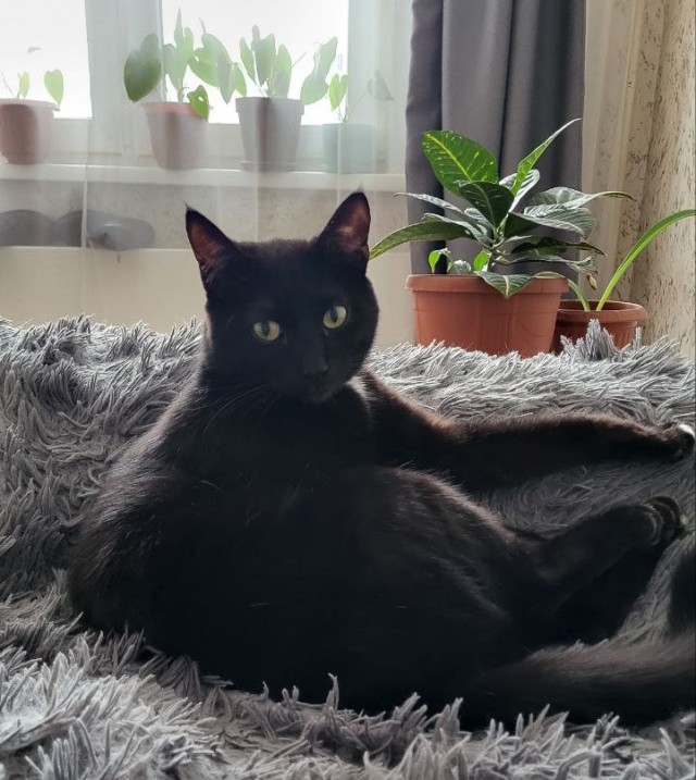 Мой котовторник