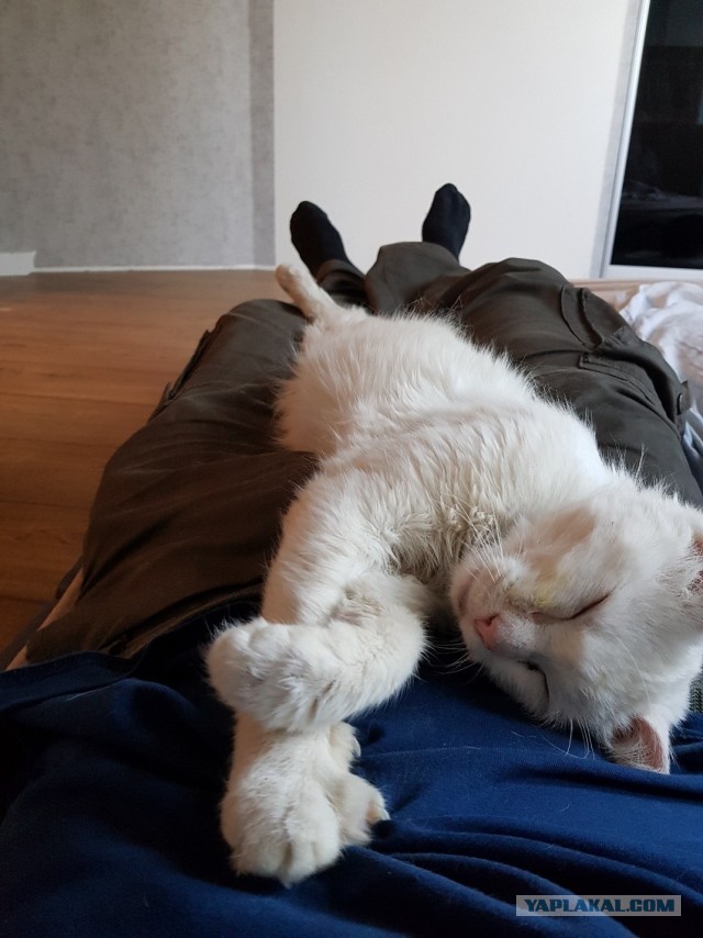 Уличный котей - 1, домашний котей +1