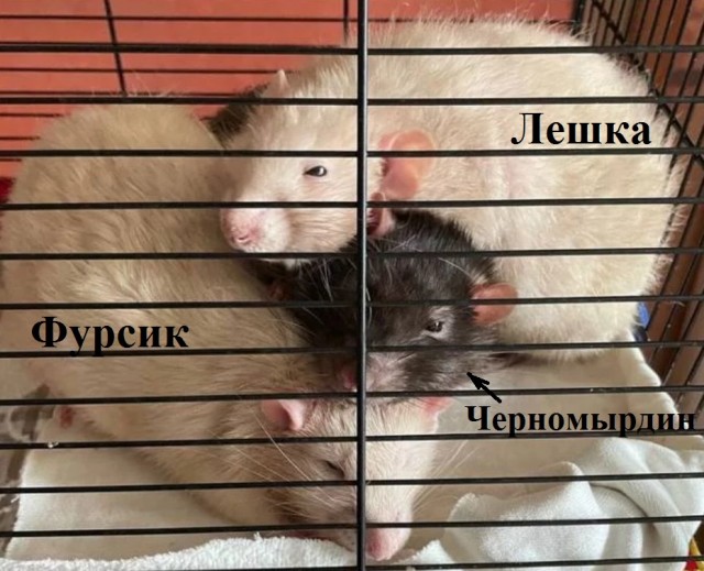 Грыззуносуббота последняя
