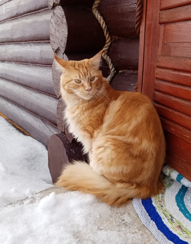 Вы хочите кошек, их есть у меня...