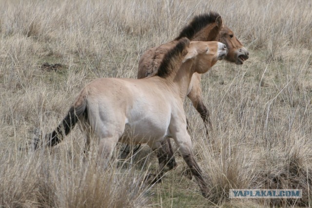 В Монголию на мотоциклах 2006