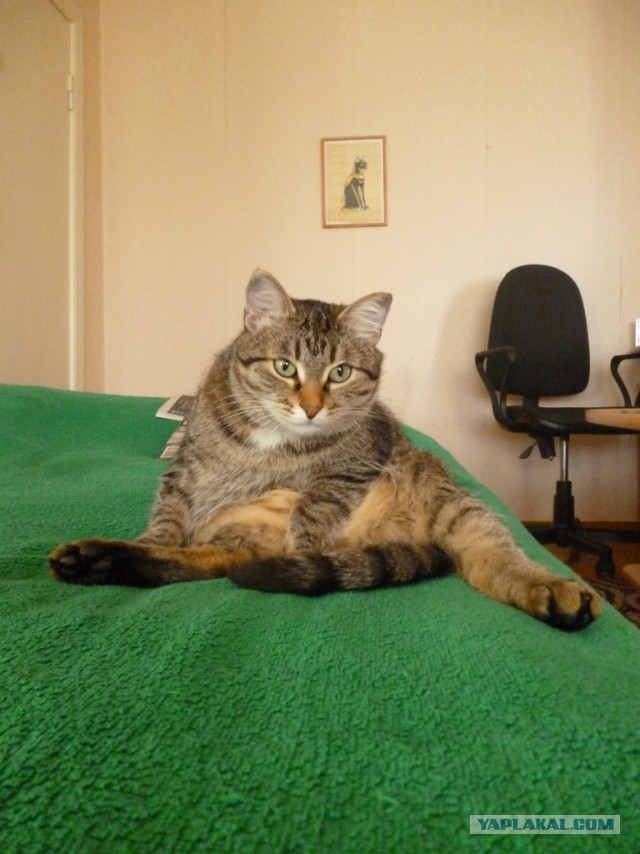 Котовторник 09.04.2013