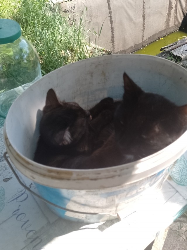 Кот возвращается на док станцию для подзарядки⁠⁠
