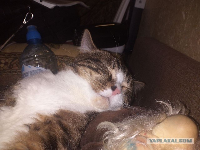 Позы для сна у кошек - что они означают?