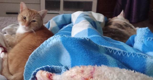 Почему кошка спит с человеком: 3 основные причины и важные моменты, о которых следует знать