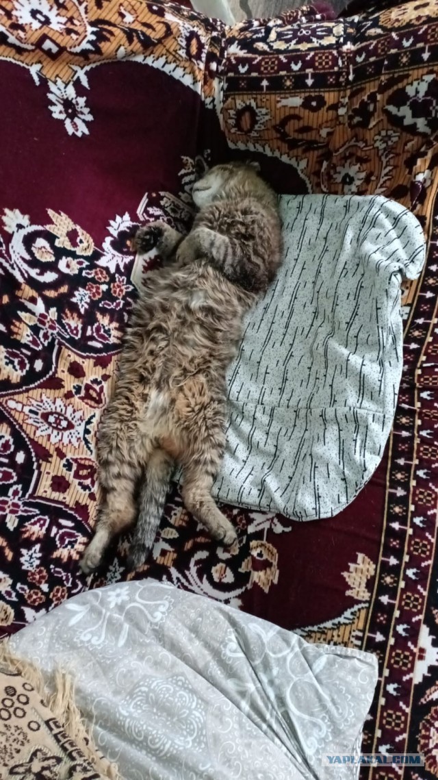 Мой котяра