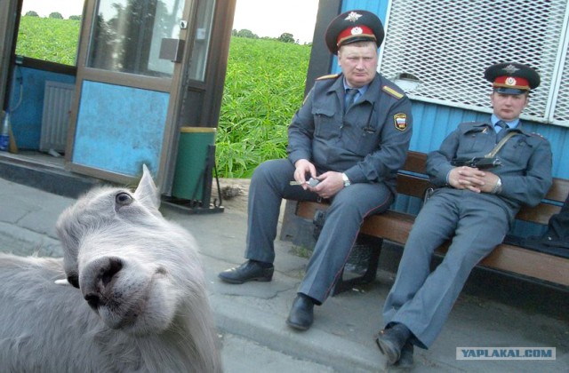 Три товарища
