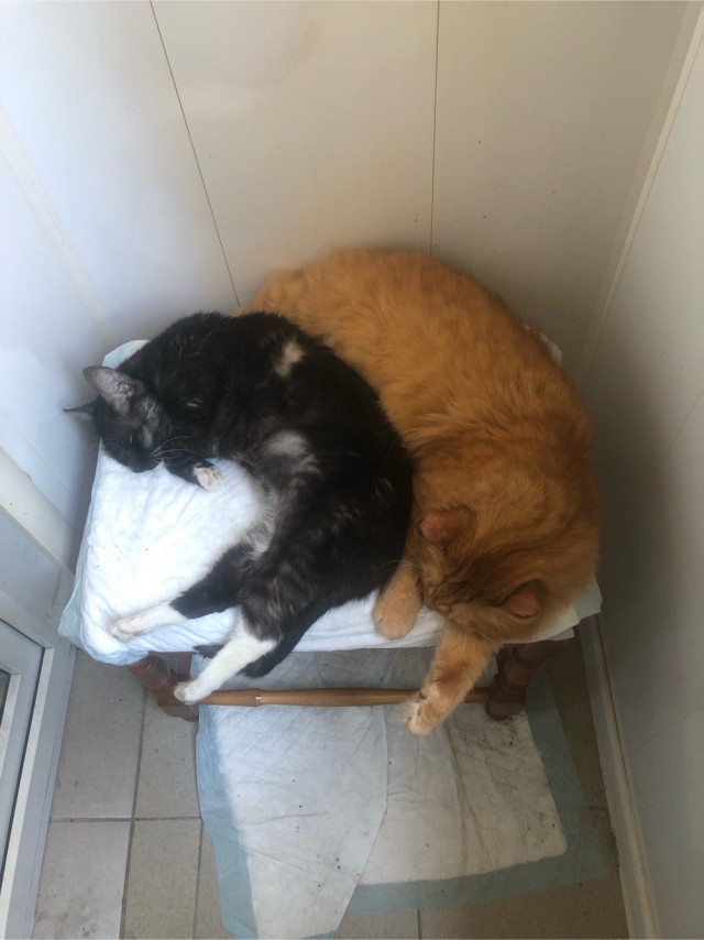 К котовторнику