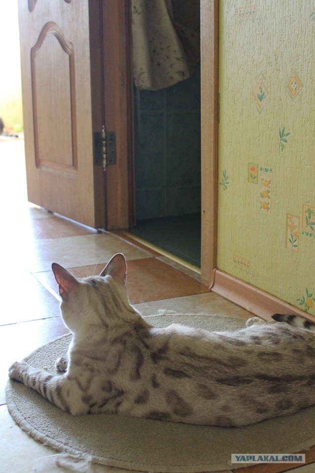 О бенгальских котах на наглядном примере