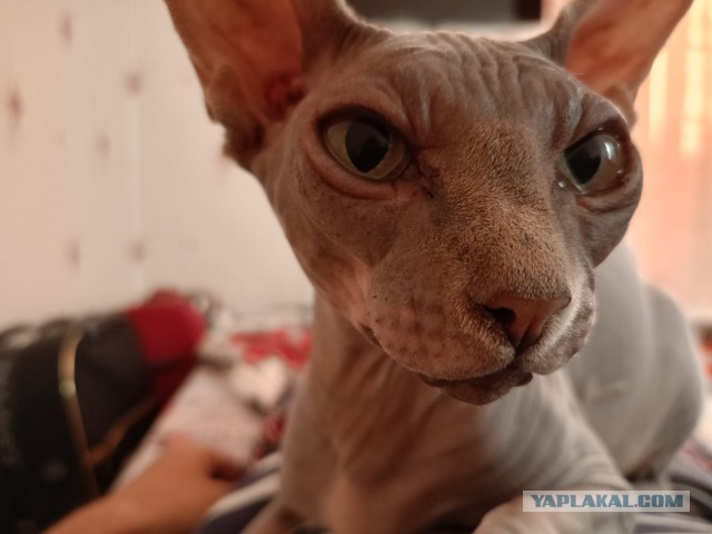 Чем отличаются люди, у которых есть кошки, от людей, у которых их нет? Тест и его результаты