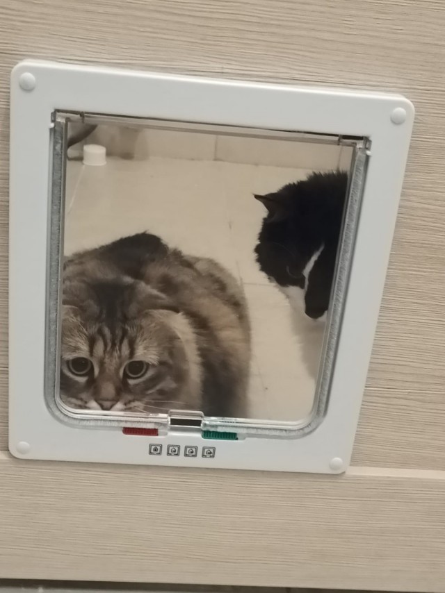Котячий КПП