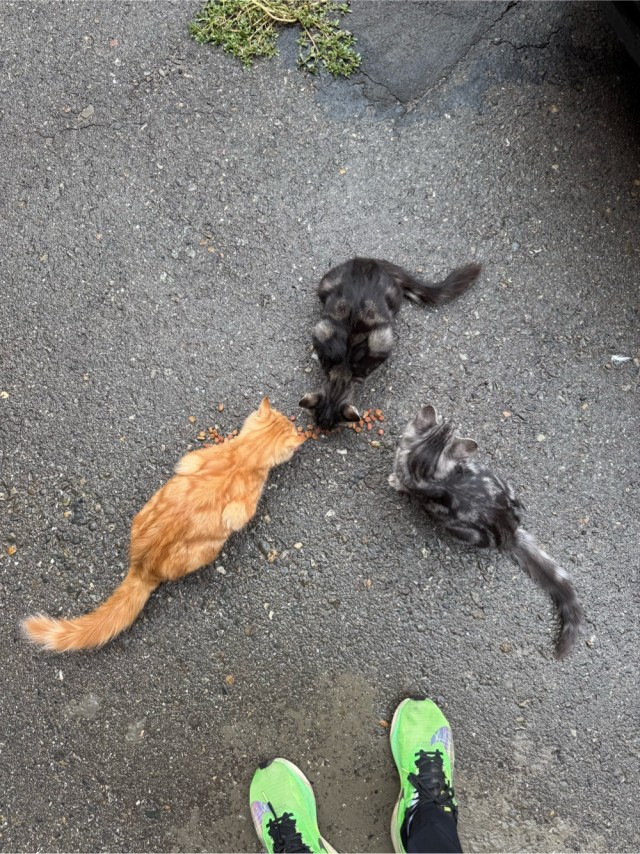 К котовторнику