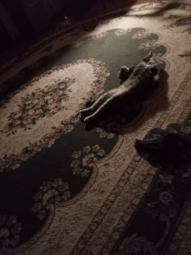 В защиту кошек породы Сфинкс канадский...