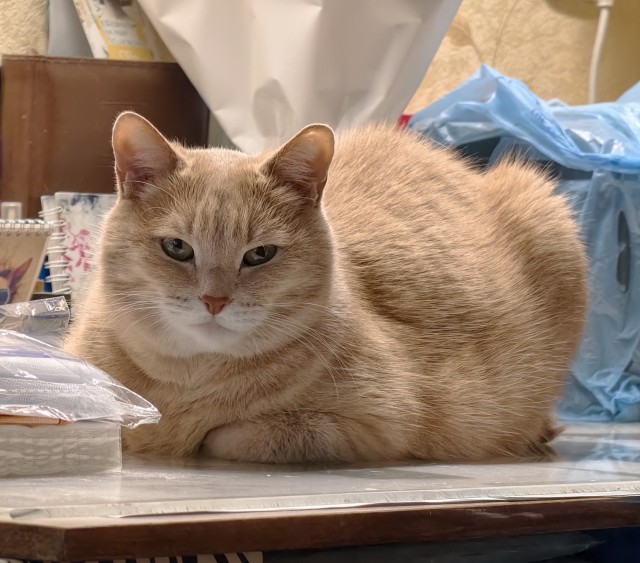 Котовторник. Моё зверьё