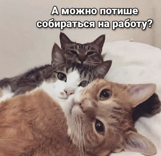 Команда пушистых пришла будить своих кожаных, потому что наступило время завтрака