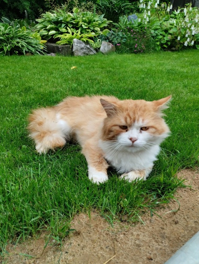 Котька хорошо устроился