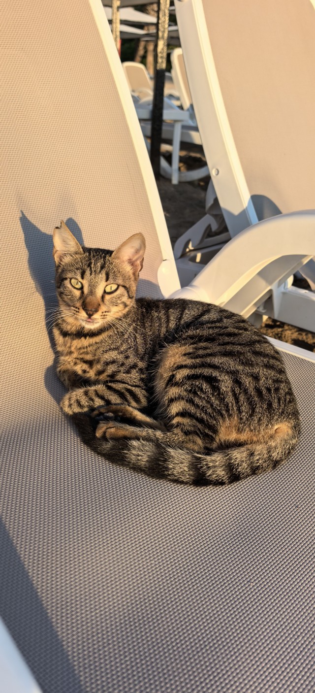 Котовторник 29.09.2026