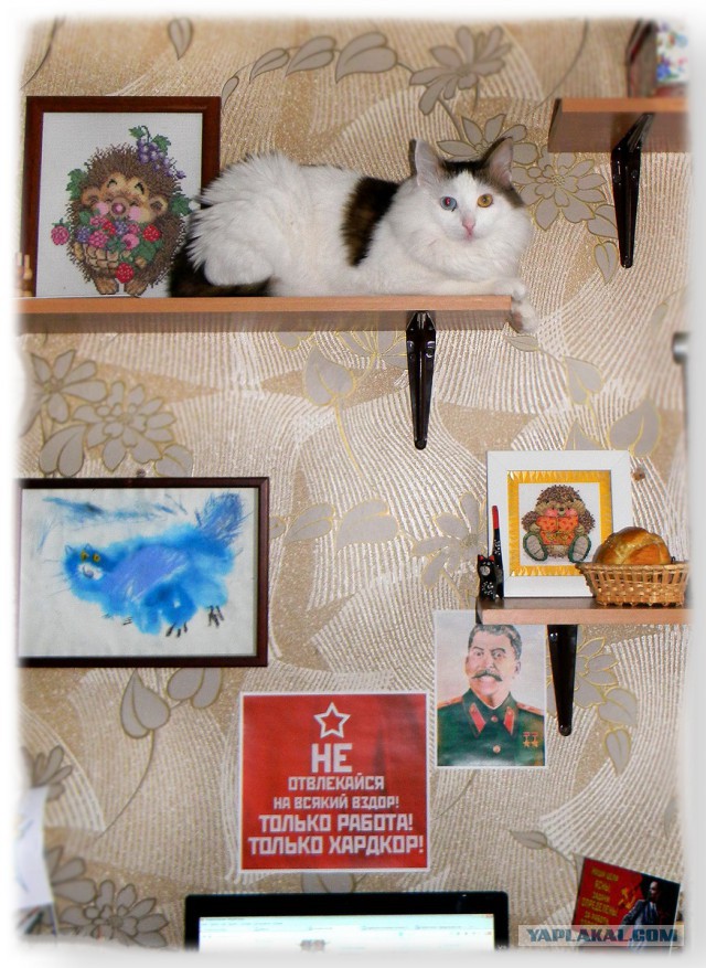Котовторник 01.04.2014