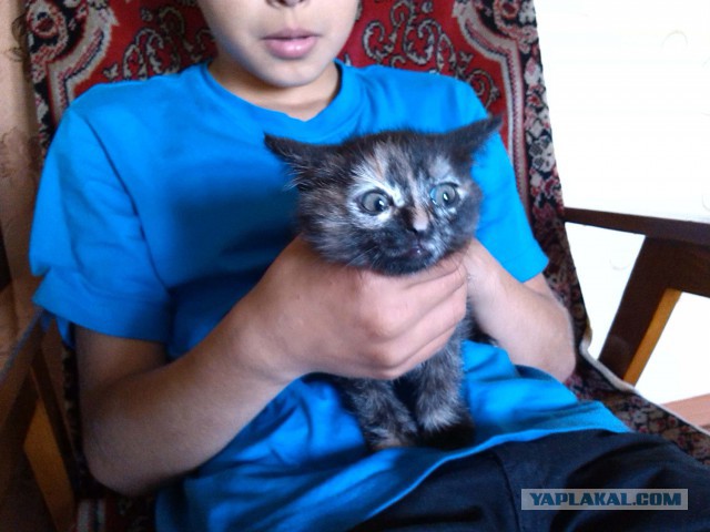 Котовторник 17.06.2014