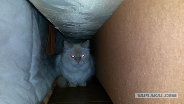 Котовторник 22.07.14