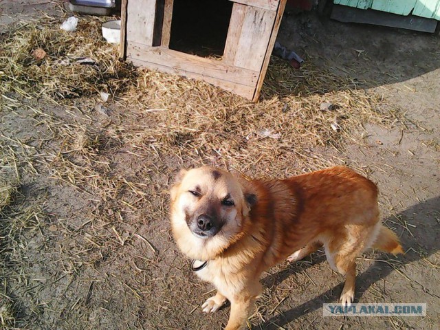 Мой домашний сезонный предсказатель
