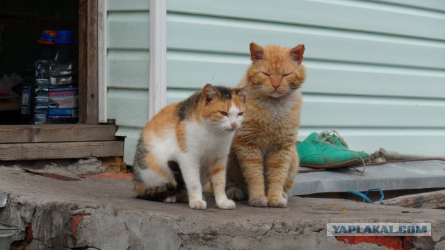 Уездные коты и кошки